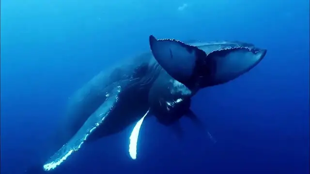 Video thumbnail for Humpback Whale  | Aquatic   Migration  |
