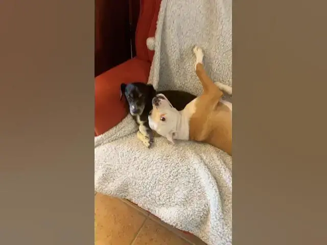 Video thumbnail for You again ! 13 years old  vs 6 months old #dogs #rescue #travelingwithpets #spain