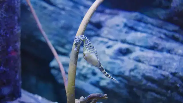 Video thumbnail for Male seahorse gives birth to 34 babies after month-long pregnancy.