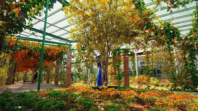 Video thumbnail for Evergreen Benefits of Juniper