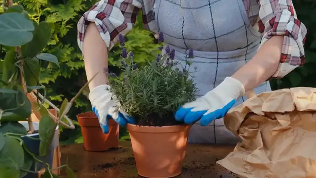 Video thumbnail for Planting Lavender in Dry or Sandy Soil