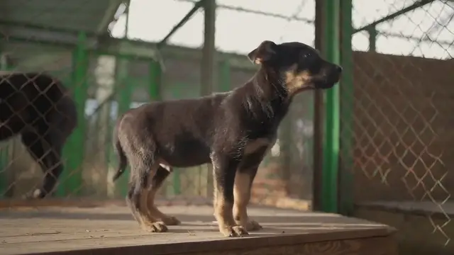 Video thumbnail for "California Rescue Dog Wins First Surfing Competition After Beating Cancer"