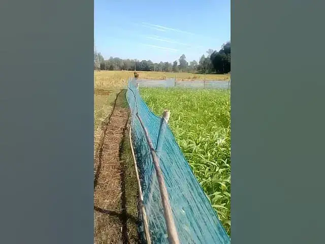 Video thumbnail for #tiktok #tiktokvideo #tiktokviral #viral #viralvideo #video #world