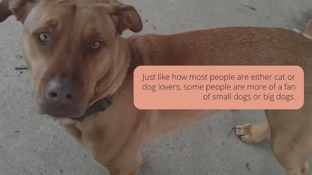 Video thumbnail for 25 incredible Vizsla mixes