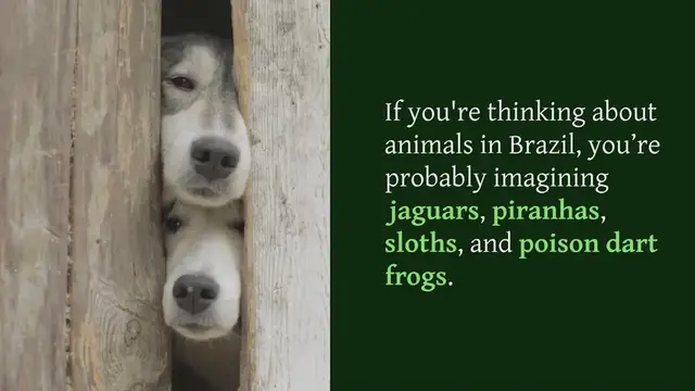 Video thumbnail for 8 brazilian dog breeds you should know