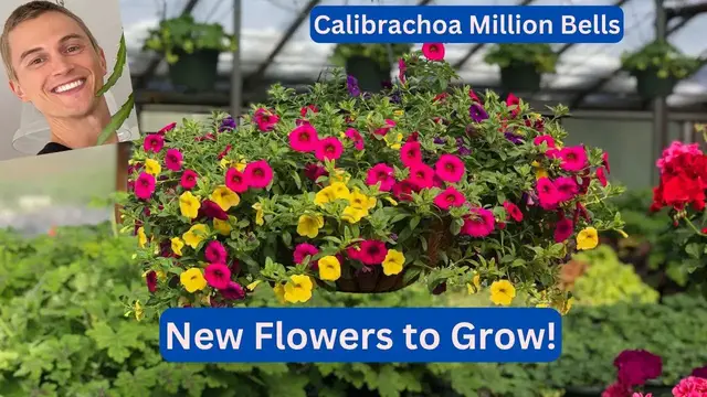 Video thumbnail for Calibrachoa Million Bells 'Minifamous' - Try these New Plants