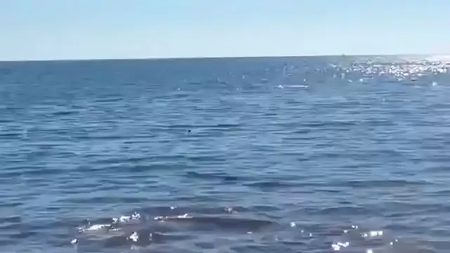 Video thumbnail for Haisichtung Playa de el Cochino