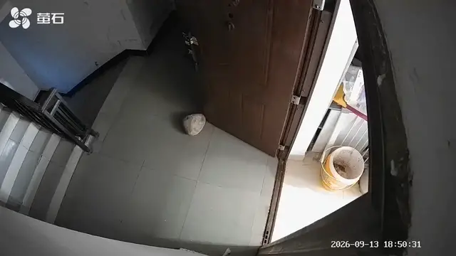 Video thumbnail for Dog Playfully Keeps Kicking Door Open as Owner Tries to Close It in Hainan