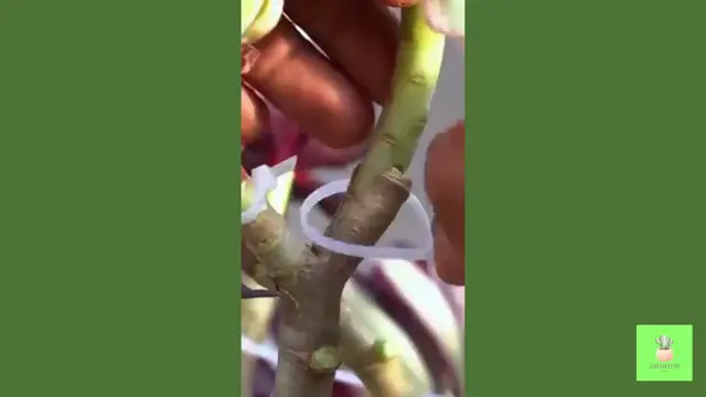 'Video thumbnail for Succulent Grafting - Graft many succulents in one'