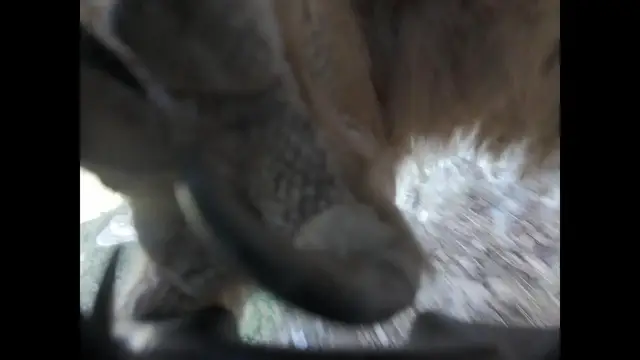 Video thumbnail for Unique Owl Attack Footage Captured in 4K
