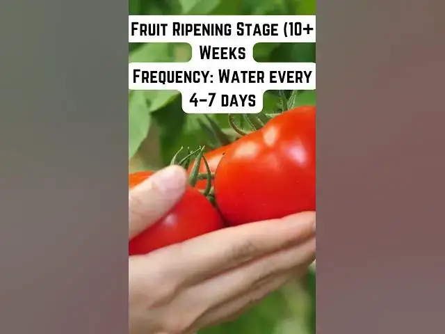 'Video thumbnail for Watering Frequency for Tomato Plants'