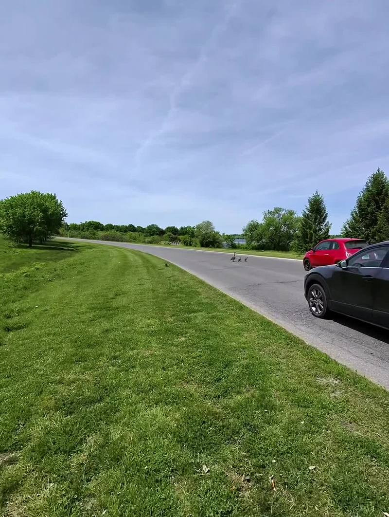 Video thumbnail for Helping Baby Geese Cross a Busy Park Road Safely