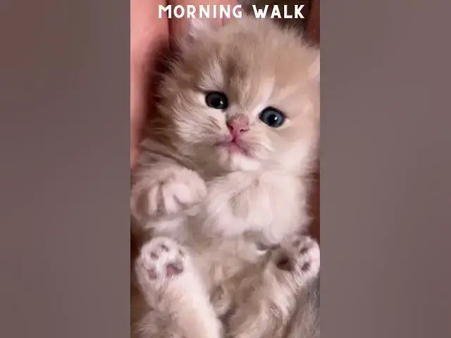 'Video thumbnail for Funny Morning Walk by Kitten | #morning #cat #youtubeshorts #shorts'