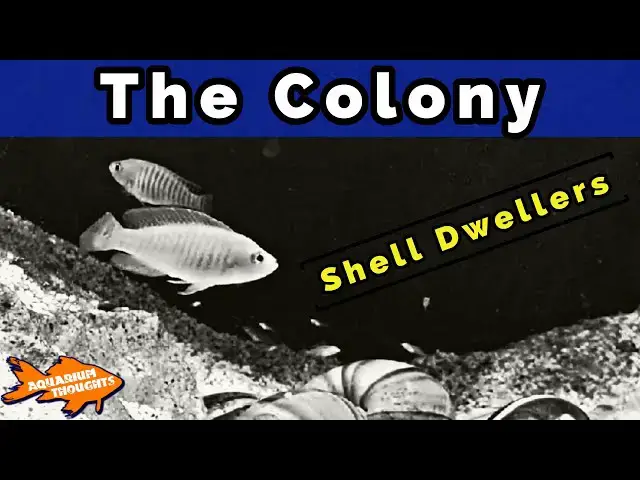Video thumbnail for Neolamprologus multifasciatus | The Colonization of the Tank