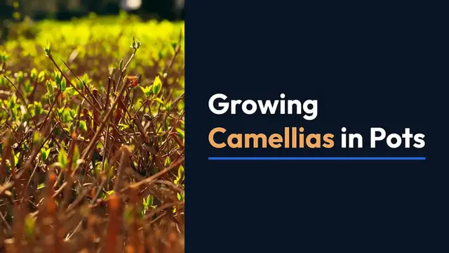 Video thumbnail for Growing Camellias in Pots