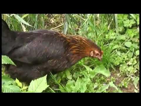 Video thumbnail for THE MOVE