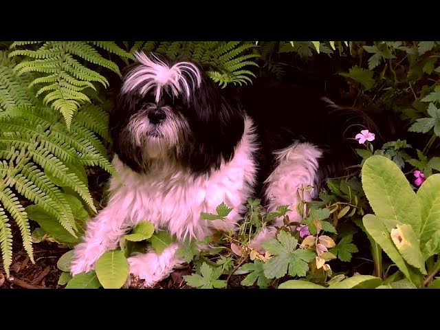 Video thumbnail for water butt