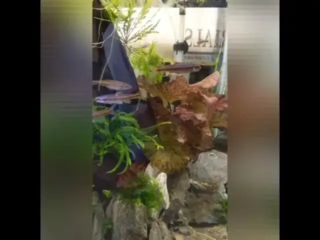 Video thumbnail for Beautiful Rainbow Shiners - Notropis chrosomus @aquaballs #shorts