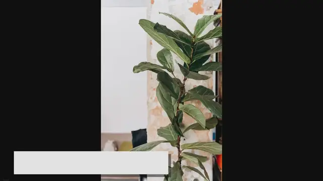 'Video thumbnail for Fiddle Leaf Fig Care: How to Grow a Healthy Plant'