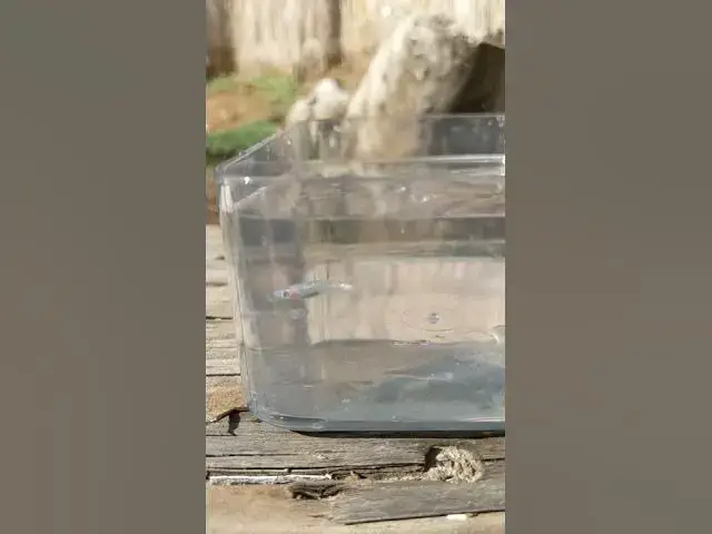 Video thumbnail for Yazakura Rame Ricefish Sideview as requested by Hc Aqua #shorts