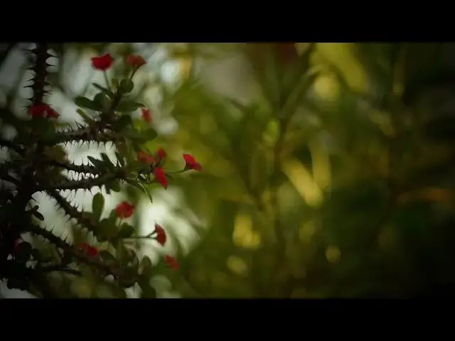 Video thumbnail for GREEN FOLIAGE BACKGROUND