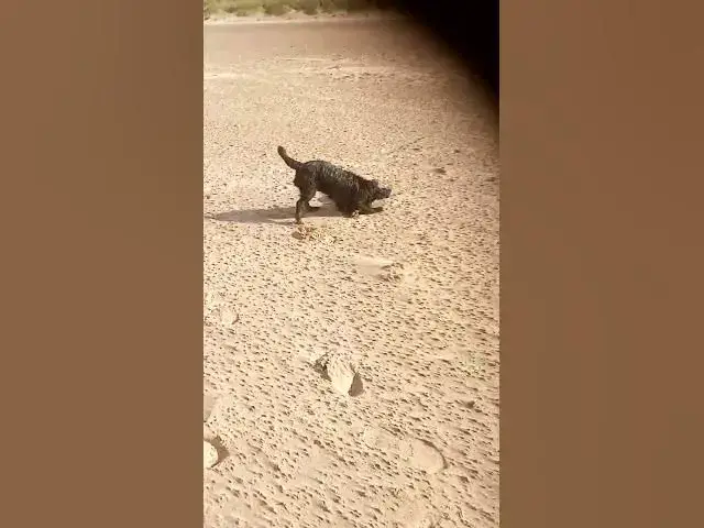 'Video thumbnail for Boris the Cocker better than Lionel Messi'