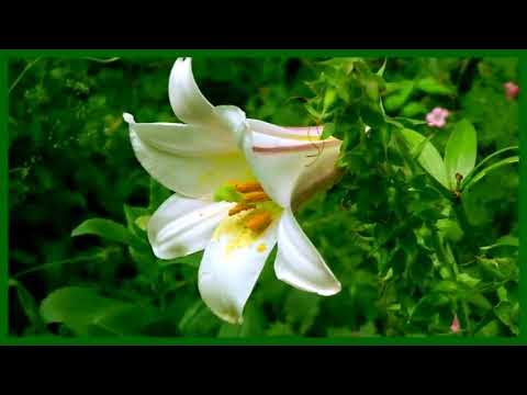 Video thumbnail for garden 2018