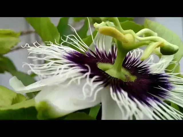 Video thumbnail for PASSION FRUIT FLOWER