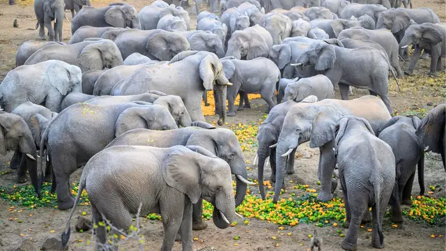 Video thumbnail for Hundreds Of Elephants Descend On Valley To Eat Estate's Discarded Fruit