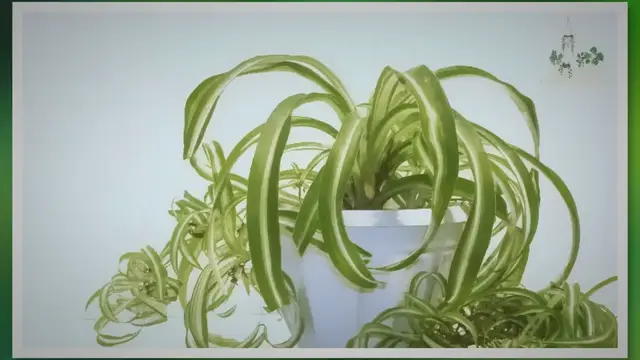 Video thumbnail for The Surprising Wellness Advantages of Spider Plants