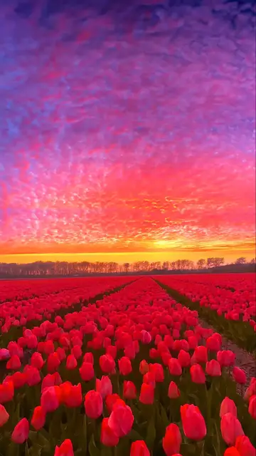 'Video thumbnail for Sunset with roses 🌹🥀'