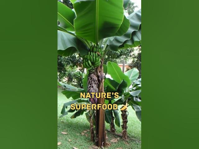 Video thumbnail for Trinidad Banana Secret 🍌🇹🇹! #shorts