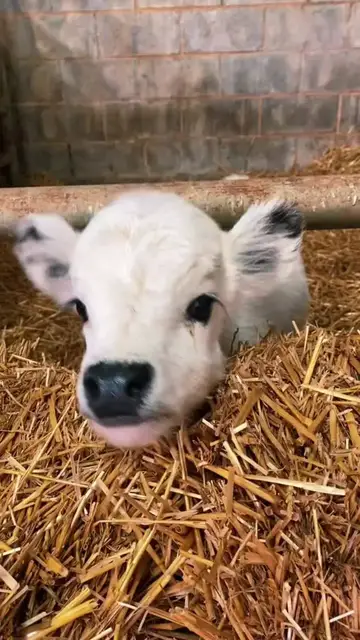 Video thumbnail for Fluffy Baby Calf Saying Hello in the Barn