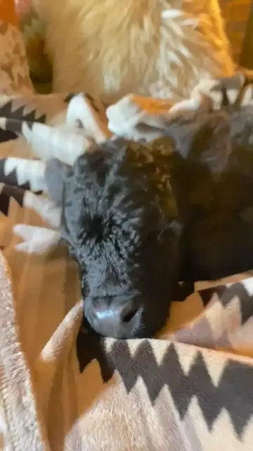 Video thumbnail for Newborn Calf Napping on a Cozy Rustic Bed