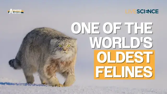 Video thumbnail for Pallas's cat: One of the world's oldest felines | Amazing Animals