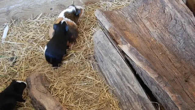 Video thumbnail for closeup-zoom-gerbils-pets-running-around-in-hay-and-wooden-logs-SBV-347482386-HD