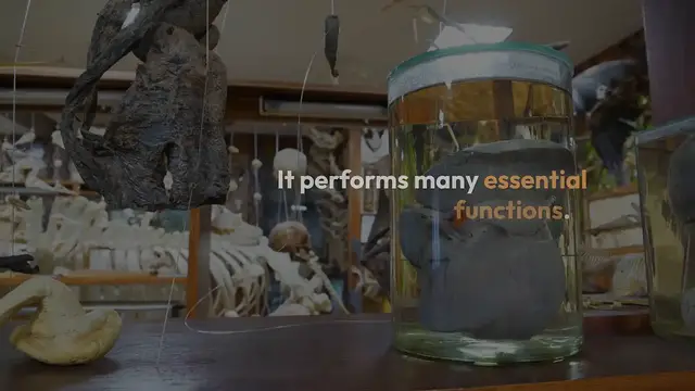 Video thumbnail for Boost Your Liver Health Tips