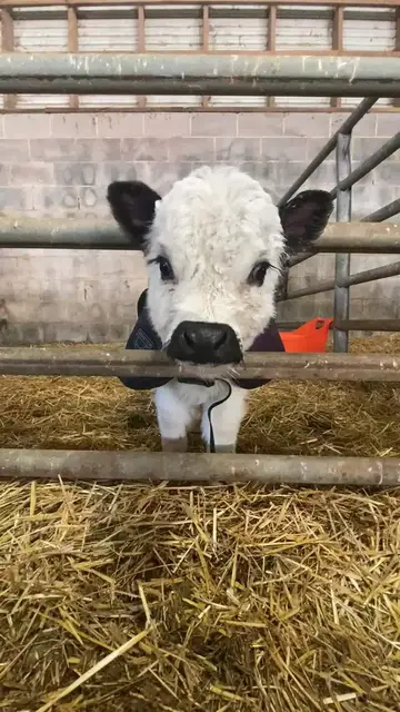 Video thumbnail for Fluffy Mini Calf Showing Off a Silly Tongue in the Barn