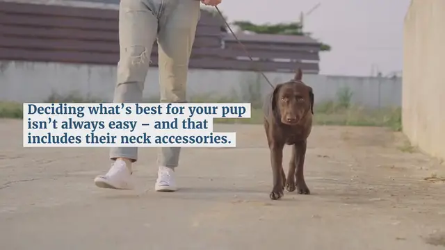 Video thumbnail for Harness vs Dog collar: which one should you use?