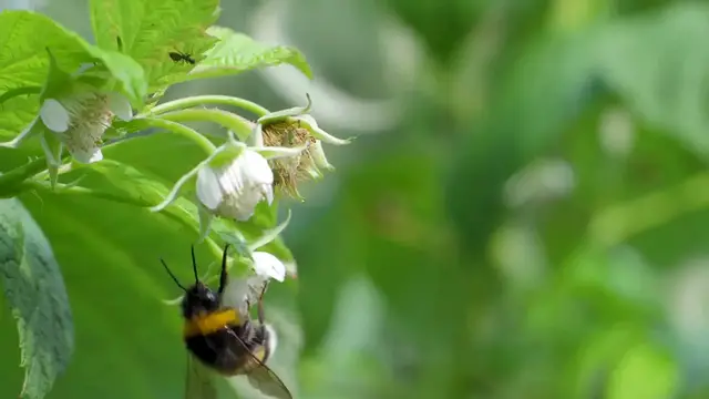 Video thumbnail for Best Native Flowers for Pollinators