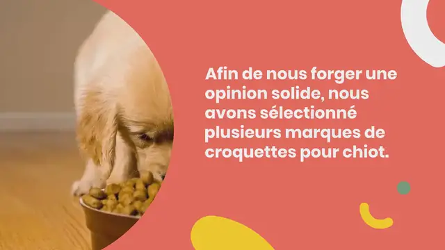 Video thumbnail for Notre Top 10 des meilleures croquettes pour chiot en 2024