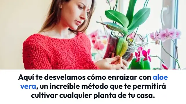 Video thumbnail for Cómo hacer aloe vera, la raíz es suficiente: 3 formas fáciles de enraizar todo