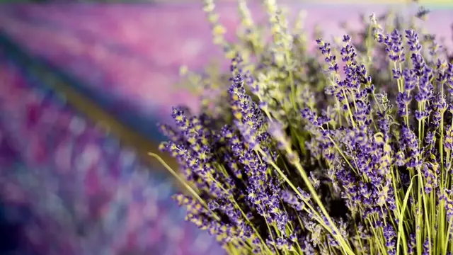 Video thumbnail for Growing Lavender Indoors In Pots