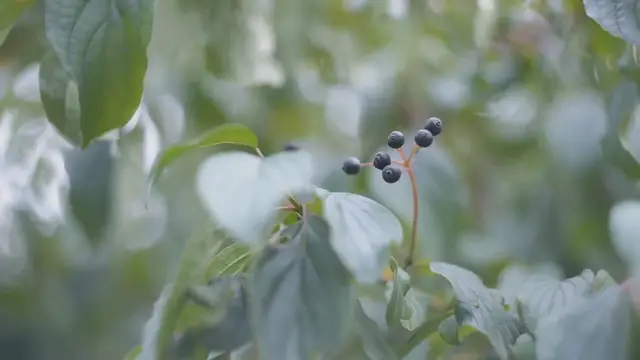 Video thumbnail for Juniper Berries