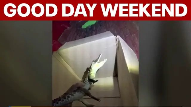 Video thumbnail for Exotic pets abandoned; celebrating indigenous culture | Good Day Weekend