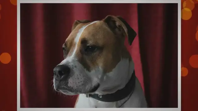 'Video thumbnail for Jack Russell Pitbull Mix (Jack Pit) Cross Dog Breed'