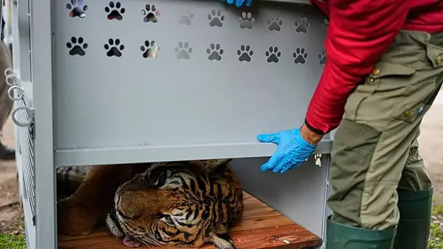 Video thumbnail for Argentina’s big cats begin relocation to sanctuaries abroad
