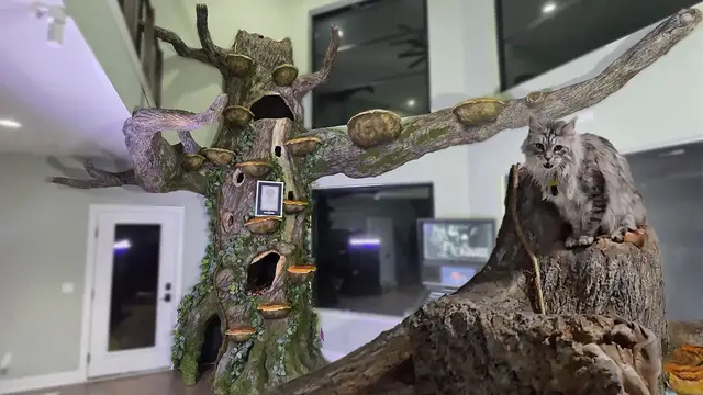 'Video thumbnail for Tallest residential cat-scratching tree - 4.9m (16 ft 1 in) by Will Powers'