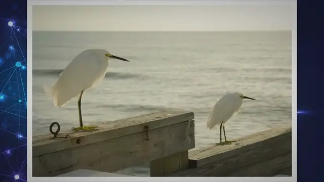 Video thumbnail for 4 Live Venice Florida Webcams, Latest Venice News & Weather Updates