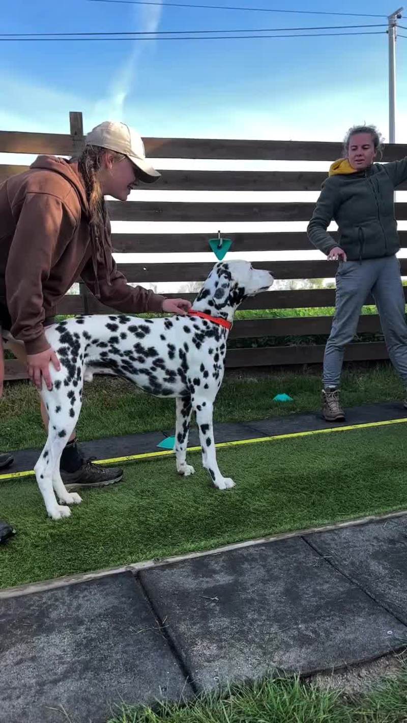 Video thumbnail for Dalmatian Wall Climb Training for New Record